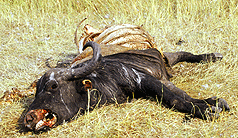 Wildebeast carcass