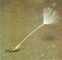 Ant carrying a seed