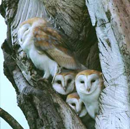 BarnOwls