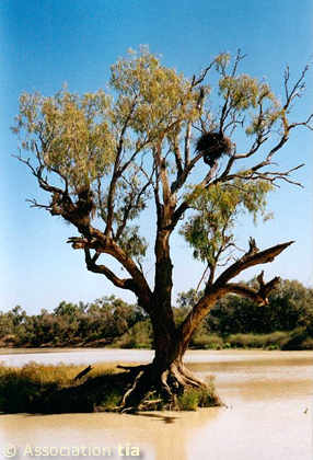 Coolibah tree