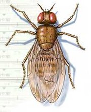 Male fruitfly