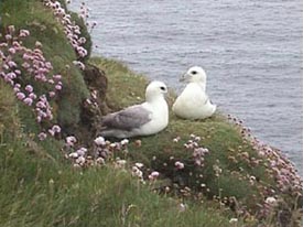 Northern fulmars