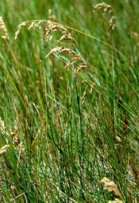 Saltmarsh