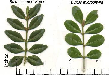 Leaves