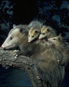 opossum