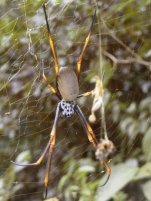 Coastal orb-weaving spider