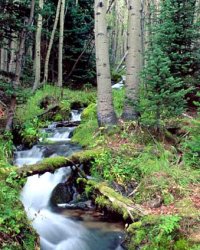 A stream in the Rocky Mountains