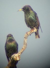 Starlings