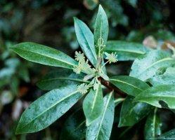 Tasmannia bush