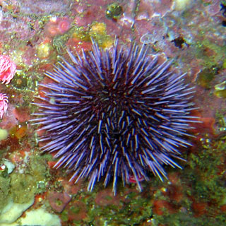 Sea Urchin