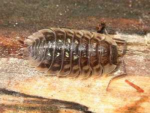 Woodlice