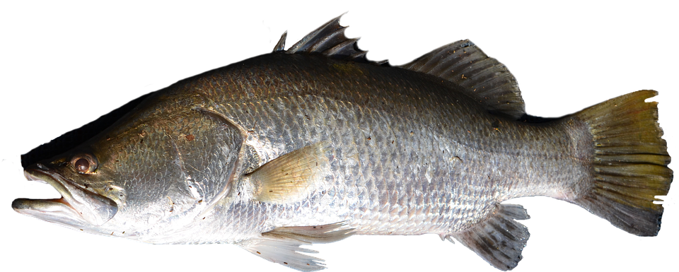 Barramundi